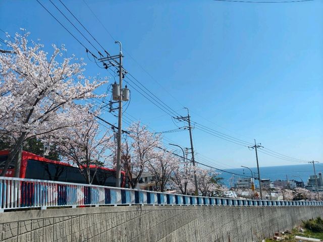 釜山海雲台藍線公園青沙浦站，是絕佳海景跟櫻花觀賞點。