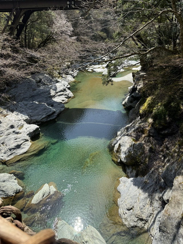 【秘境！！祖谷のかずら橋】