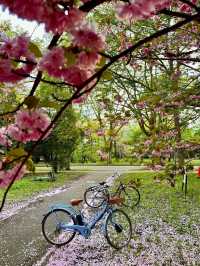 “Petals & Pathways: Springtime at Hokkaido University”
