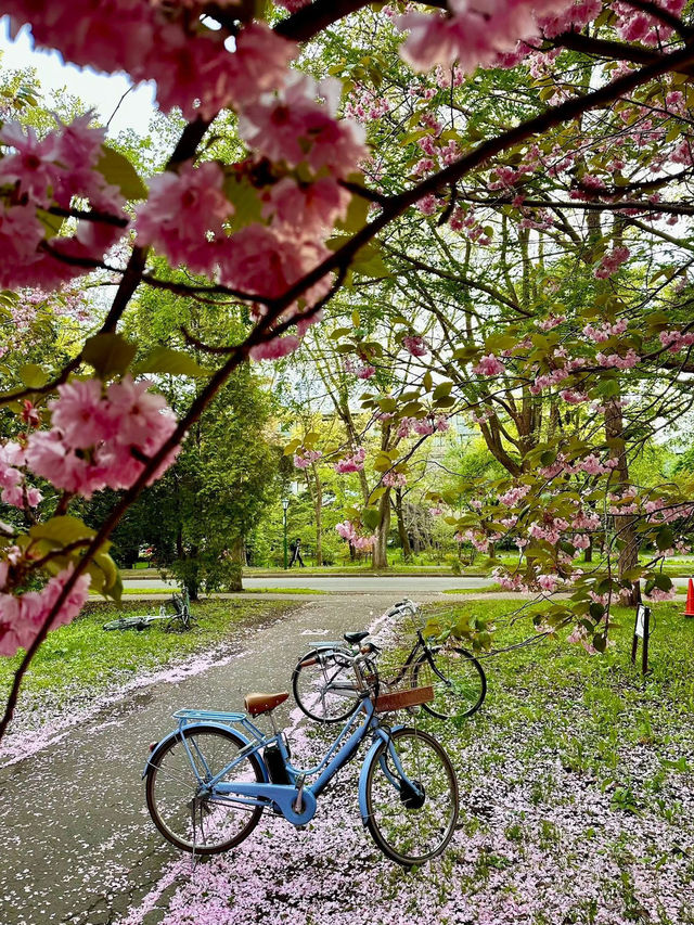 “Petals & Pathways: Springtime at Hokkaido University”