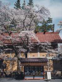 【山梨の花見スポット】河口湖にある富士御室浅間神社