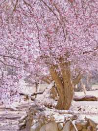 Praised by National Geographic! Nyingchi Peach Blossom Festival Will Stun You This Spring