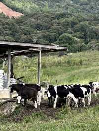Moo-tiful Mornings in Kundasang: A Taste of New Zealand in Sabah