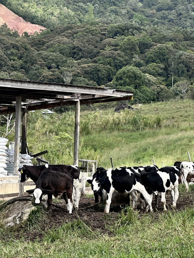 Moo-tiful Mornings in Kundasang: A Taste of New Zealand in Sabah
