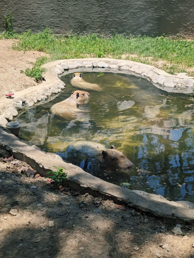A Wild Escape: Manila Zoo
