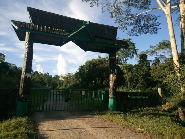 🦧 Tabin Wildlife Reserve: Where the Wild Things *Really* Are! 🌿