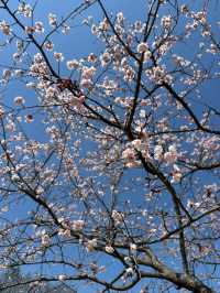 Kitaasaba Sakura Tsutsumi Park – Saitama’s Hidden Riverside Hanami Spot