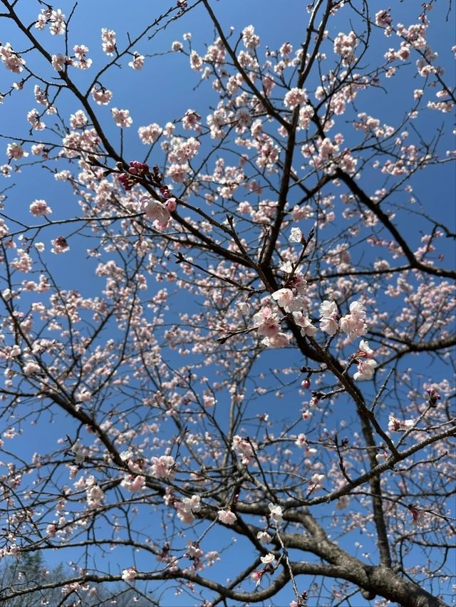 Kitaasaba Sakura Tsutsumi Park – Saitama’s Hidden Riverside Hanami Spot