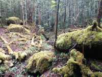 Kinabalu’s Secret Garden: Where Flowers Are Louder Than Tourists!"🌸🌿