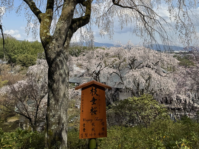 京都嵐山賞櫻好去處
