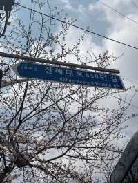 Petals & Paradise: My Cherry Blossom Adventure in Jinhae