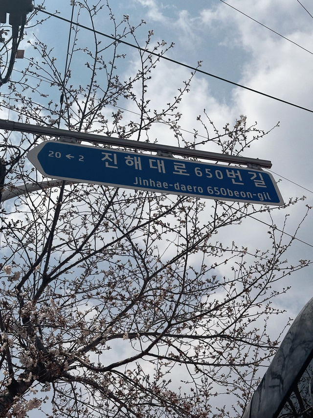 Petals & Paradise: My Cherry Blossom Adventure in Jinhae