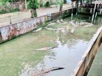 🐊 Teluk Sengat Crocodile Farm: A Solo Traveller’s Wild (and Slightly Terrifying) Adventure