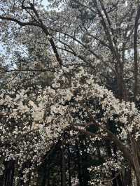 "Petals in the Wind: Japan’s Enchanted Sakura Season"
