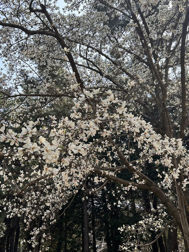 "Petals in the Wind: Japan’s Enchanted Sakura Season"