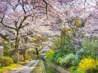 Philosopher’s Path in Bloom: Kyoto’s Most Serene Sakura Stroll