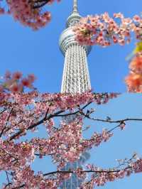 Share My Tokyo Cherry Blossom Citywalk Route 🌸