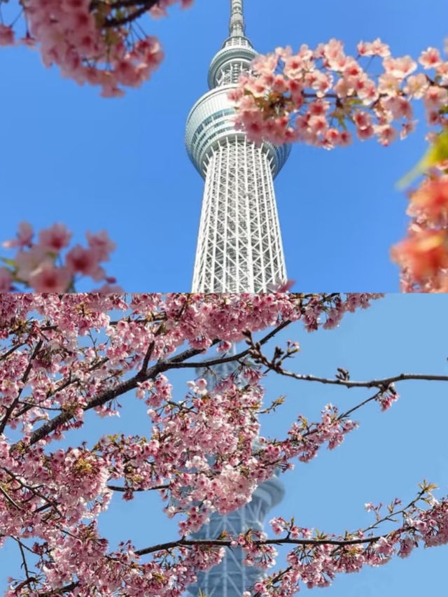 Share My Tokyo Cherry Blossom Citywalk Route 🌸