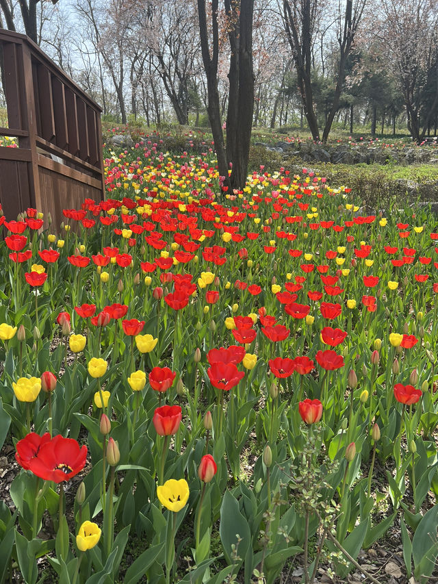 튤립축제와 천안 아산 여행