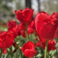Tulip in Istanbul