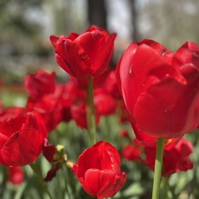 Tulip in Istanbul