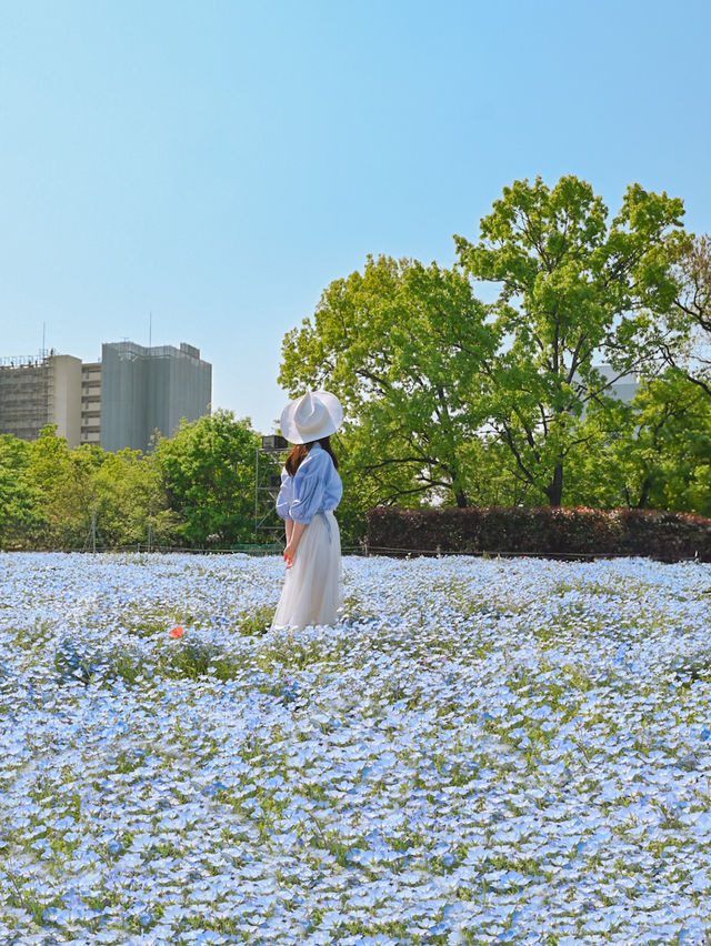 春風にゆれる藤とネモフィラ💠