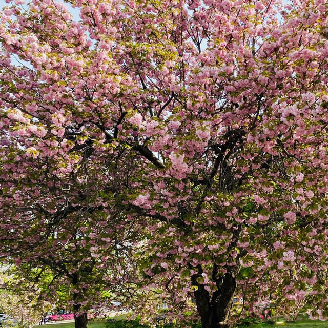 Misa lake Park: Where Spring Unfolds in Double Bloom