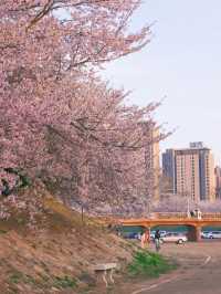 🌸 Dalian Longwangtang Cherry Blossom Guide | Are You Sure This Isn't Japan?