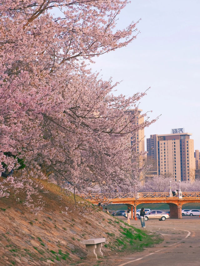 🌸 Dalian Longwangtang Cherry Blossom Guide | Are You Sure This Isn't Japan?
