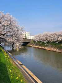 【越中桜町 船酔い:富山県富山市】