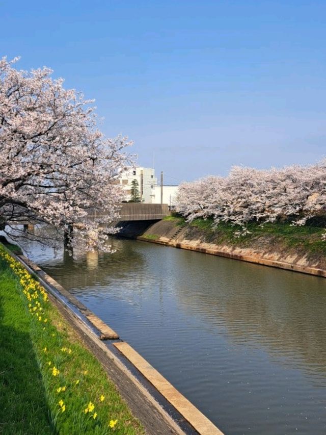 【越中桜町 船酔い:富山県富山市】