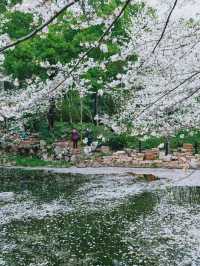 Falling Blossoms at Lu Xun Park, Shanghai