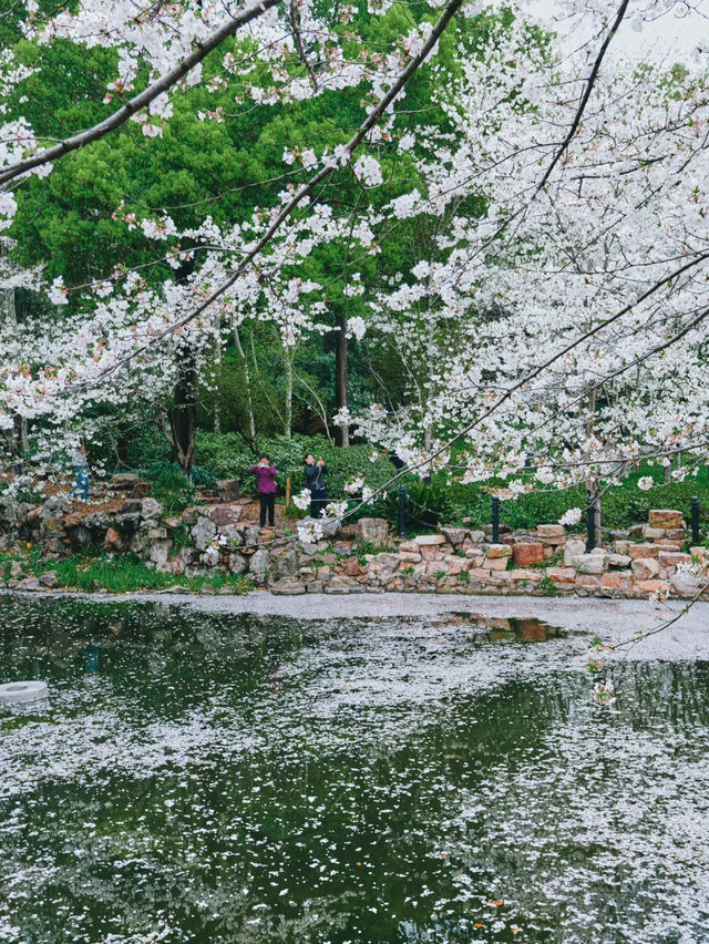 Falling Blossoms at Lu Xun Park, Shanghai