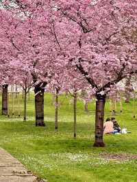 🇩🇪Cherry Blossom Dreamland in Schwetzingen, Germany