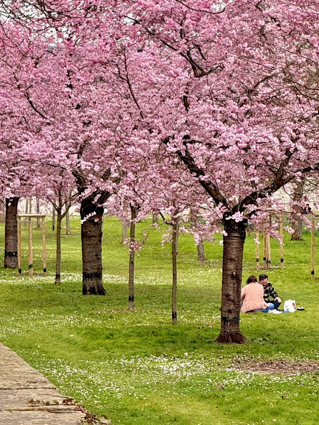 🇩🇪Cherry Blossom Dreamland in Schwetzingen, Germany