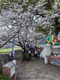 櫻花下修復後的福岡城跡