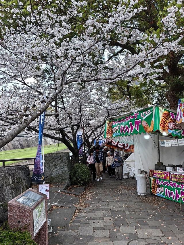 櫻花下修復後的福岡城跡