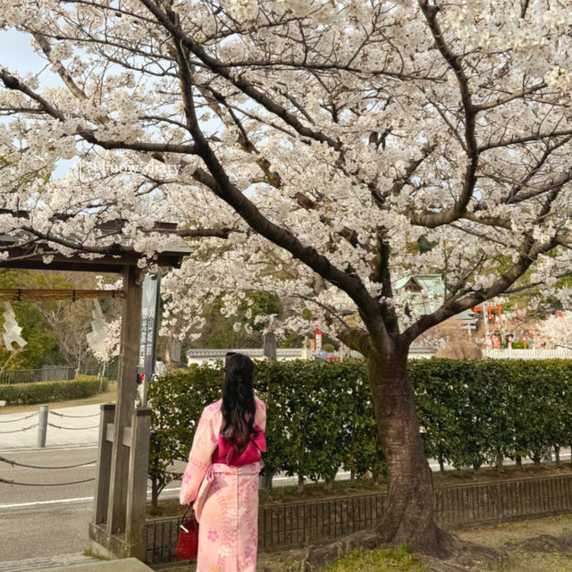 이누야마에서 기모노체험해보기👘