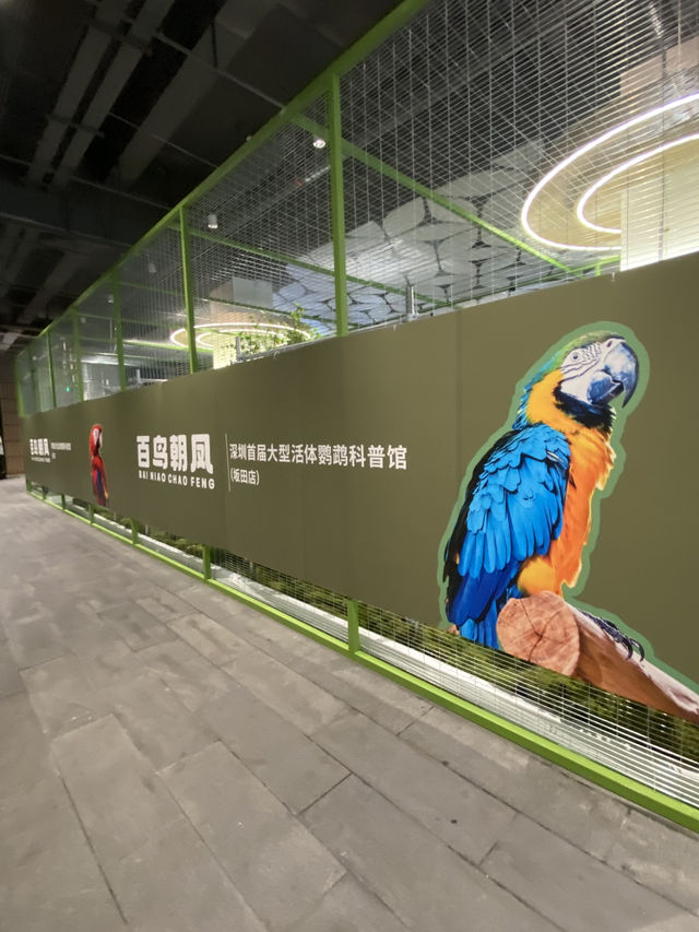 見過牠們嗎？牠們就在「巨型黑面琵鷺」所處的板田萬科廣場啊！