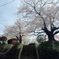 A 350-Year-Old Cherry Blossom Wonderland