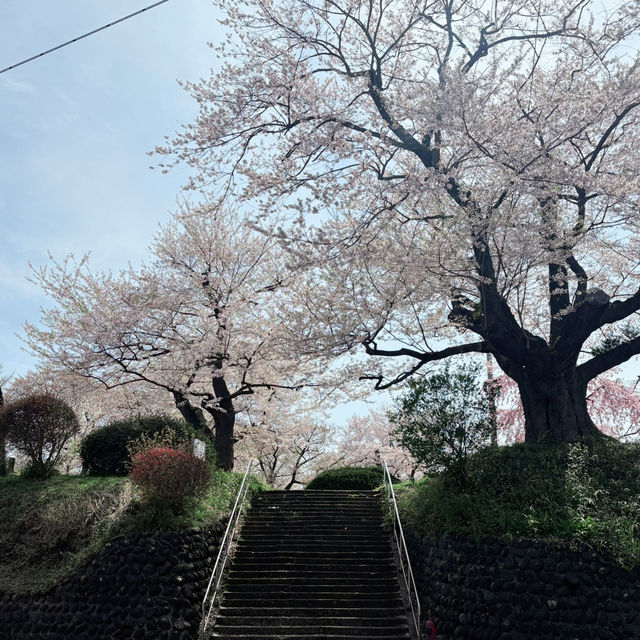 A 350-Year-Old Cherry Blossom Wonderland