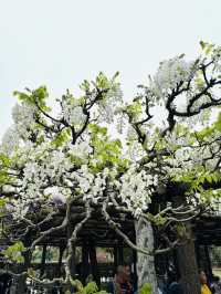 【福岡観光】樹齢100年以上の藤棚が広がる公園✨️