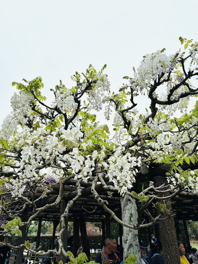 【福岡観光】樹齢100年以上の藤棚が広がる公園✨️