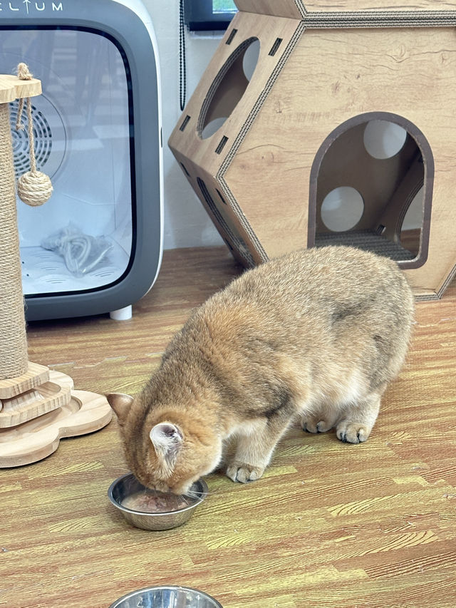 "𝘼𝙉𝙉𝘼 𝙗𝙖𝙠𝙚 𝙖𝙬𝙖𝙮" คาเฟ่ที่มีแมวเอ็นฯ🐈