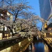 高瀨川夜櫻及名古屋西原咖啡廳果然名不虛傳
