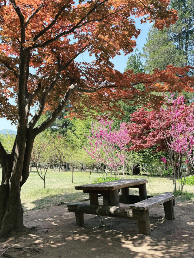 Day Trip to Nami Island 🇰🇷