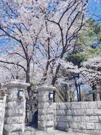 Petals & Towers in the city 