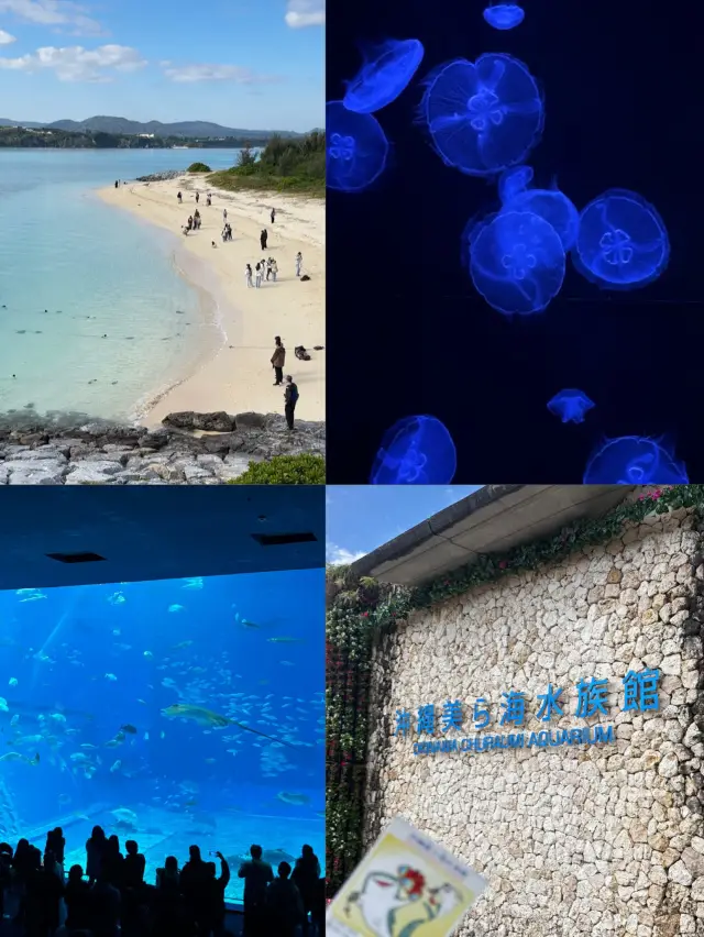 沖繩你不能不去的美麗海水族館🪼
