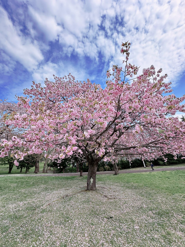 2025五月北海道獨遊追櫻之旅🌸 - 第三彈