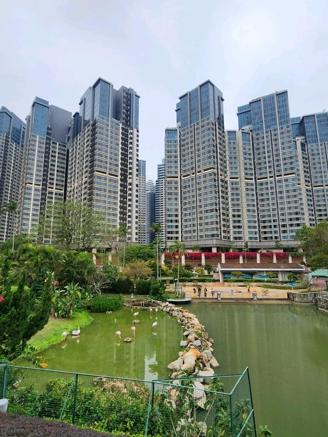 澳門親子景點🦝澳門大熊貓館  |免費參觀|